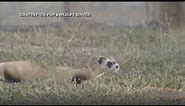 New Mexico rancher welcomes endangered species onto his land