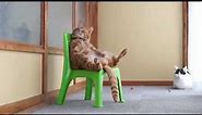 かご猫 x 椅子に座る猫 Cat sitting in a chair 2014#2