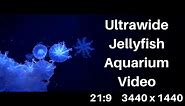 Ultra-wide Video Jellyfish Aquarium 21:9 Resolution, Windows Screensaver 1440p