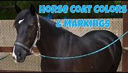 How to discern Horse Coat Colors & Markings