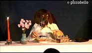Marieles Dinner - Funny dog eats elegant at table