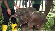 Amazing! Lovable Twin baby Elephant birth first recorded in an elephant orphanage home
