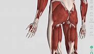 Skeletal Muscles | Complete Anatomy