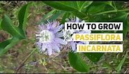Passiflora incarnata Growing Guide (MayPop) by GardenersHQ