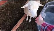 'Humane' Sheep Slaughter Demonstration Proves the Lie of 'Humane' Slaughter