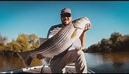 How To Catch Striped Bass