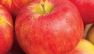Nova Spy Apple Tree: Fruit & Dwarf Trees from Gurneys