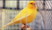 Yellow Canary singing video - Serinus canaria - Canary Training Song 25 min-Your canary will sing!