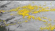 Duck-a-thon - Thousands of Rubber ducks floating in the ocean.