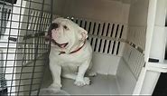 Meet UGA X, the new Bulldogs mascot