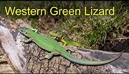 Green Lizard (Lacerta bilineata) - European Herptiles