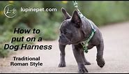 LupinePet.com - How to put on a Roman Harness