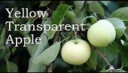 Heirloom apples: Yellow Transparent