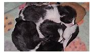The babies sleep in a ball! So... - Noelle's Foster Kittens