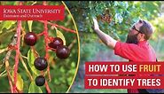 How to Use Fruit to Identify Trees