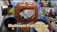 How to make fruiting bags for oyster mushroom