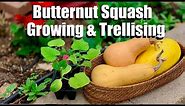Butternut Squash Growing Tips and 4 Ways to Trellis It