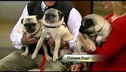 Meet the Chinese Pug