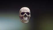 Skull downloadable - Download Free 3D model by martinjario