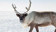 Why Do Female Reindeer Have Antlers?