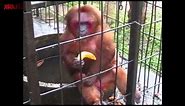 Ghetto Monkey Eating Bananas (Funny Voiceover without intro)
