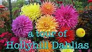 A Tour of Hollyhill Dahlias
