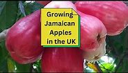 Growing Jamaican Apples in the UK