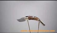 Sevillian Carraca folding knife with deer stag handle