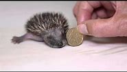 A Very Cute Baby Hedgehog!