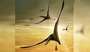 Largest Pterosaur From Jurassic Unearthed In Scotland