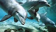 Relax Music _ Nature and Dolphins _ Natura e Delfini