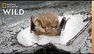 Watch Rare Video of Bats Hibernating in Snow Dens | Nat Geo Wild