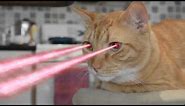 Cat with laser eyes