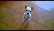 Amazing dancing chihuahua! Man, this dog can dance!!