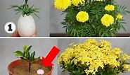 See how to plant these two beautiful yellow flowers