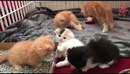 Scottish Fold Munchkin Kittens