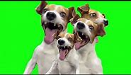Dog Laughing Meme Family 4 DOG Download Green Screen Epic Funny 9GAG For video edit No Copyright