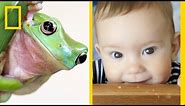 What Does a Frog’s Face Have in Common With Yours? | National Geographic