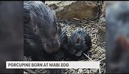 Niabi celebrates the birth of their first African Cape Porcupine!