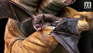 Bats of Michigan
