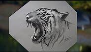 Royal Bengal Tiger of Sundarban | How to draw a Tiger sketch step by step