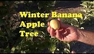 Winter Banana Apple Tree