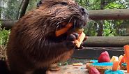 Beaver Maple Celebrates Birthday With Sticks And Otters