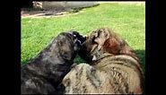 Spanish mastiff / Mastin espanol puppies