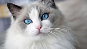 17 Long-Haired Cat Breeds to Swoon Over