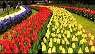 Keukenhof Gardens Netherlands • Tulip Garden in Holland | European Waterways