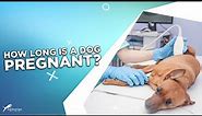 How Long Is A Dog Pregnant?