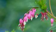 How to Grow and Care for Bleeding Hearts