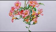 Trumpet Vines Drawing in Color Pencils | Flower Drawing | Campsis Radicans