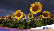 5 Arti Bunga Matahari, Lambang Kesetiaan yang Cocok untuk Pasangan